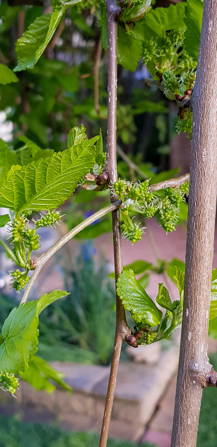 Mulberry growth will continue slowly but surely through the month, and the fruits will start to appear in clumps waiting for late spring warmth to ripen.