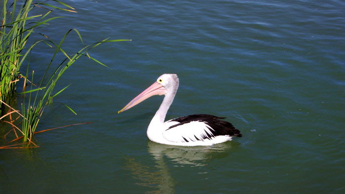 One of many pelicans in Adelaide's source of drinking water. I fed bread to this one.