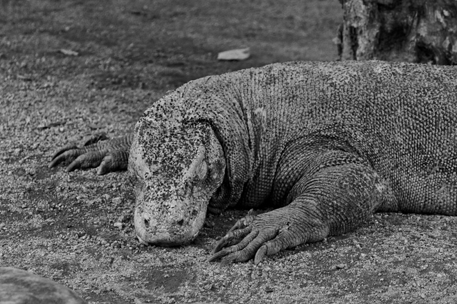 <b>Make a low contrast photograph today.</b>

Komodo Dragon.