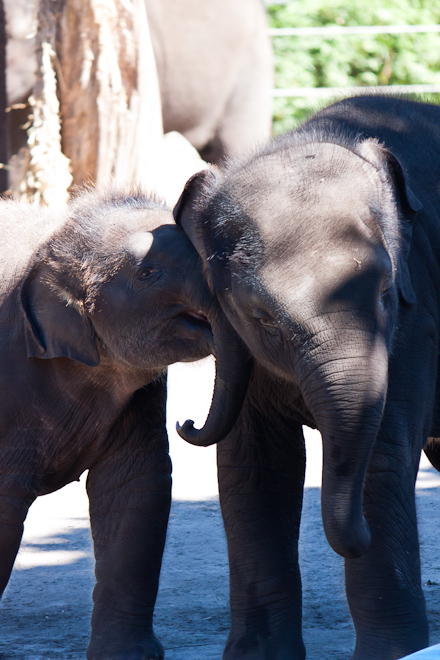 That elephant photo was pretty low in value so here's some baby elephants to make up for it.