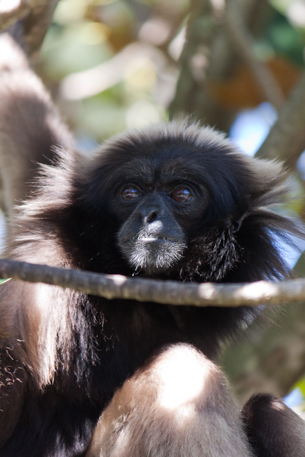 That was it for the assignments. Here's a few other photos.

Emo Gibbon.