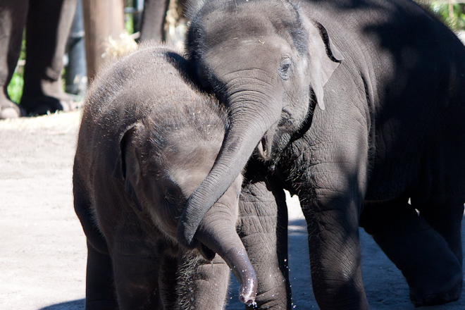 And more baby elephants.