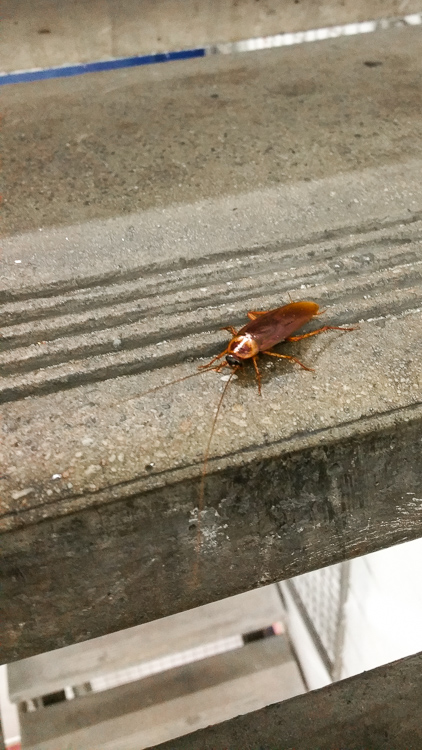 Stairway cockroach.