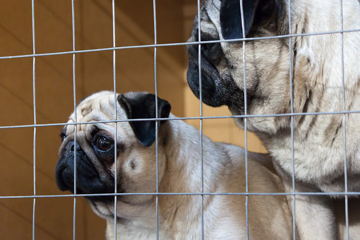 \"Are you sad because we are in a cage?\"
\"No I am sad because we are pugs\"

I wish Pugs knew how awesome they were, they just need costumes.