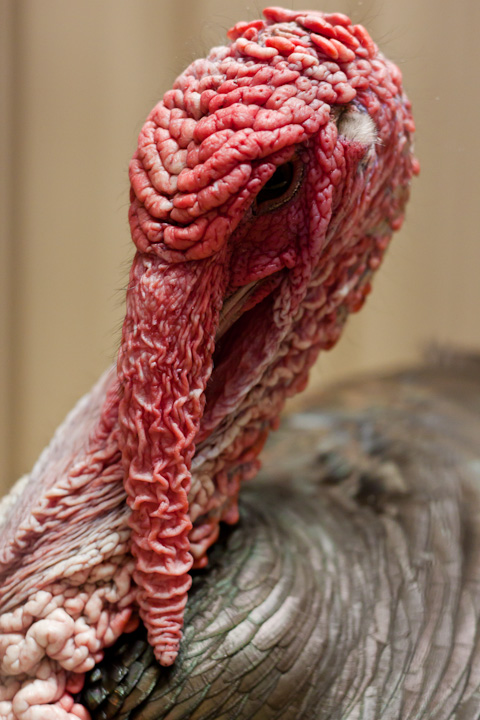 This is a turkey. It has a droopy bit on its nose that expands and retracts like a weird penis. If you have ever eaten turkey mince chances are you have eaten many turkey face penises.