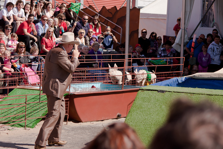 Bob Katter announced his alliance with the Coalition early so he could get to Adelaide in time to host the pig racing.