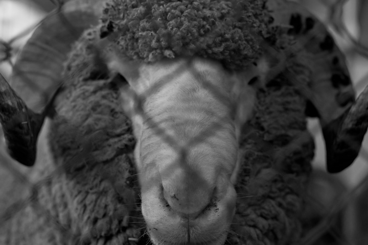 Emo-Sheep's MySpace profile photo.