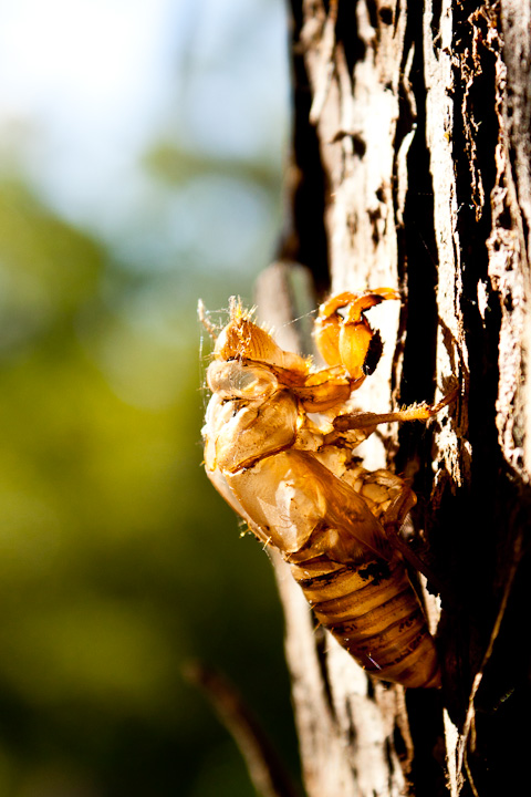 Also here's a cicada shell in case you need proof I'm actually in NSW.