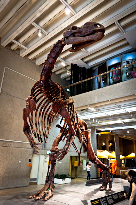 Muttaburrasaurus, Queensland's Dinosaur. Was quite possibly a bogan.